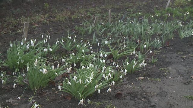First spring flowers snowdrops in the woods. Beautiful spring flowers in the wild. Snowdrops in nature.