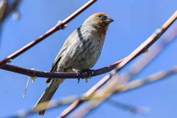 Wildlife of Colorado. The Common House Finch. Males have a dominant red color, the females are mostly grey.
