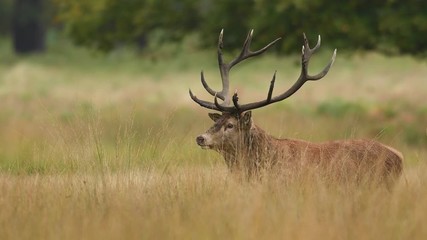 Red deer in the natural environment during rut time, wildlife, wild animal, close up, 4k, Cervus elaphus