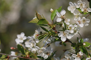 Frühlingsblumen