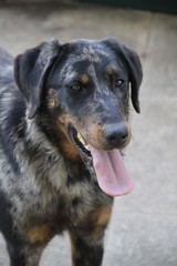 Sheepdogs domestic garden puppy playing together