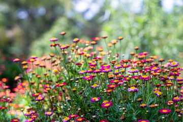 beautiful little flowers of many colors