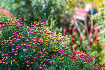 large amount of small flowers, flower fair in Medellin Colombia