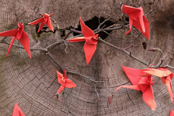 Origami czerwone ptaki z papieru  © Ania