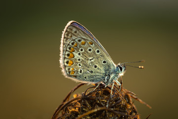aracnidi e insetti in macro fotografia