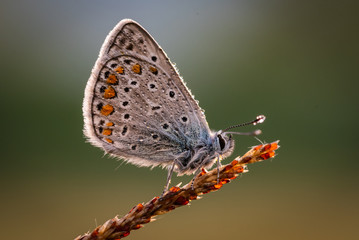 aracnidi e insetti in macro fotografia