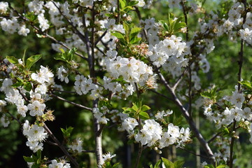 Prunus avium
