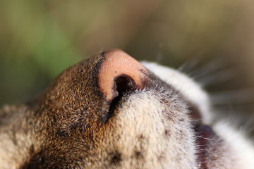 Różowy nos burego kota makro