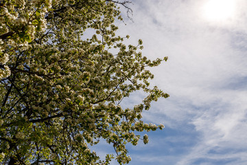 Baumkrone und Himmel