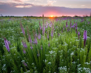Foto op Plexiglas Sunset over a Midwest prairie full of blooming native blazing star wildflowers. © Mark Baldwin