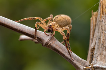 aracnidi e insetti in macro fotografia