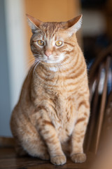 Orange striped Tabby Cat with cute face and reflective eyes looking up while sitting posed on the dining room table.