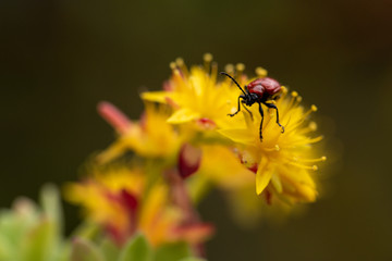 aracnidi e insetti in macro fotografia