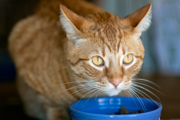 Orange striped Tabby Cat with cute face and reflective eyes looking up from his eating bowl.