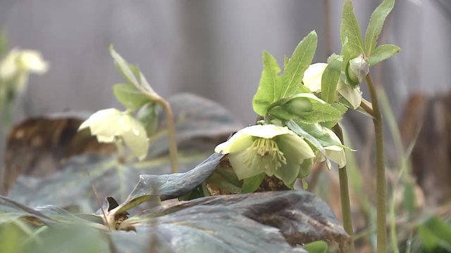 Hellebores (helleborus argutifolius) in flower. springtime. cross processed