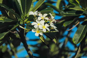 Obraz na płótnie Canvas White and Yellow Plumeria Flowers in Garden in Wailea Maui Hawaii