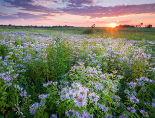 A summer sunset sky over a Midwest prairie full of blooming wild bergamot native wildflowers.