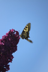 paysage du jardin papillon sur  lilas en fleurs mauve