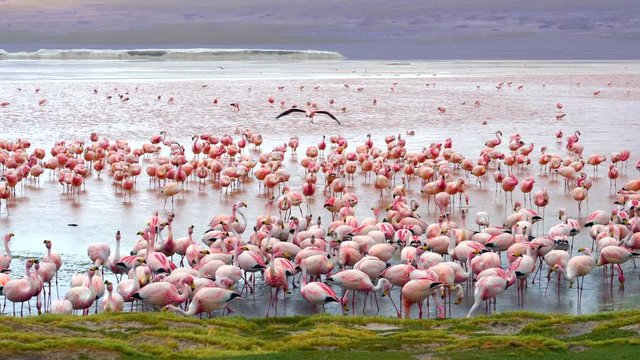 Thousands of pink flamingos in Laguna Colorada aka Red Lagoon, a high-altitude lake located in the Eduardo Avaroa Andean Fauna National Reserve in Bolivia, South America.