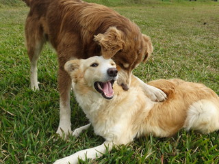 dogs playing fight