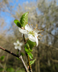 Flowers on trees that bloom in spring