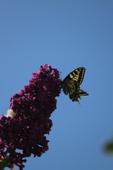 paysage du jardin papillon sur  lilas en fleurs mauve