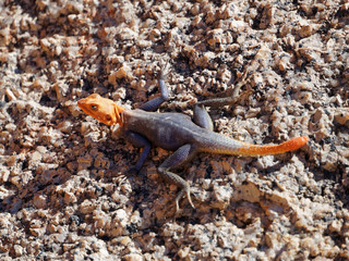 Orange and blue Namib rock agama at Spitzkoppe, Namibia