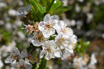 Prunus avium