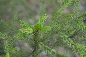 Young spruce shoots.