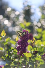 paysage du jardin papillon sur  lilas en fleurs mauve