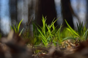 The first spring flowers and shoots.