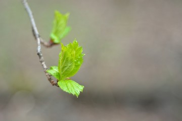 The first spring flowers and shoots.