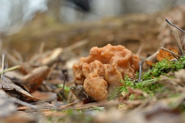 Picking mushrooms in the forest