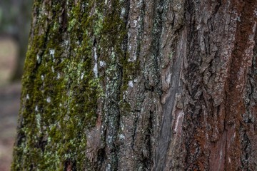 tree bark texture