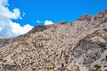 Cactus forest on the mountain in the province of Salta in the northwest of Argentina
