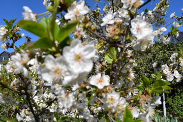 Prunus avium