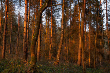 Sunset in the forest