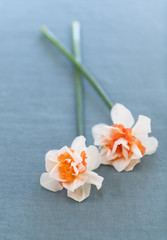 Freshly Cut White and Orange Daffodils on Linen
