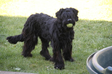 Sheepdogs domestic garden puppy playing together