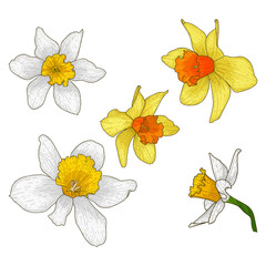 Beautiful blooming daffodil flower set.Buds with white and yellow petals for the wedding and romantic Spring mood decor.Floral collection in doodle style.Color vector illustration. Isolated on white