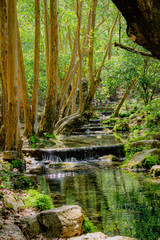 Fototapeta premium Río de agua limpia que corre entre piedras y manglares en medio de la selva