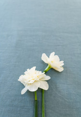 Freshly Cut White and Orange Daffodils on Linen