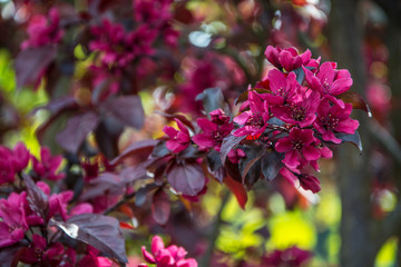 tree with red leaves and red blossoms