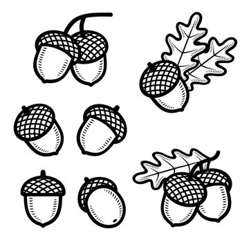 Acorns set. Collection icon acorns. Vector