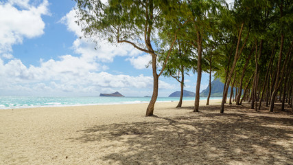 tropical beach with trees