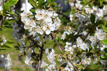 Prunus avium