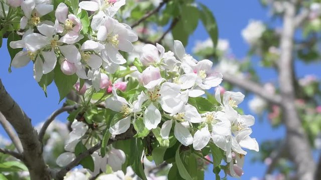 Beautiful white apple flower clusters against blue sky in spring