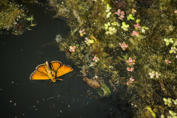 orange butterfly in the water