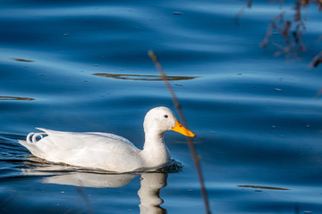 white duck swims on the blue water of a lake