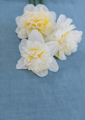 Naklejka na ściany i meble Freshly Cut White and Orange Daffodils on Linen